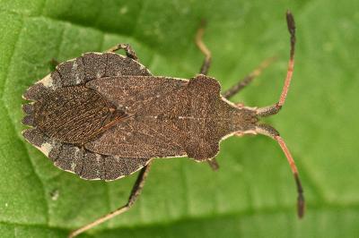 <i>Enoplops scapha</i>
