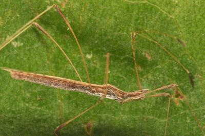 <i>Neides tipularius</i>