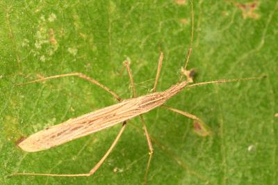 <i>Berytinus hirticornis</i>