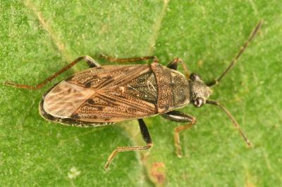 <i>Peritrechus gracilicornis</i>