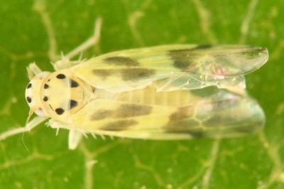 <i>Linnavuoriana decempunctata</i>