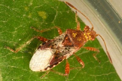 <i>Rhopalus subrufus</i>