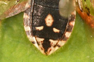 <i>Rhopalus subrufus</i>