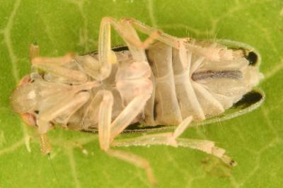 <i>Anakelisia fasciata</i>