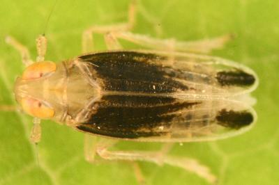 <i>Anakelisia fasciata</i>