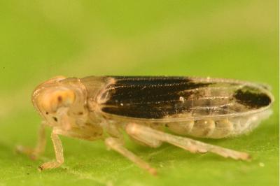 <i>Anakelisia fasciata</i>