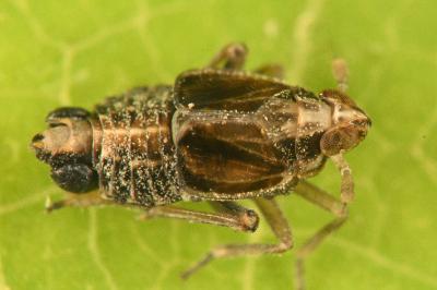 Megamelus notula