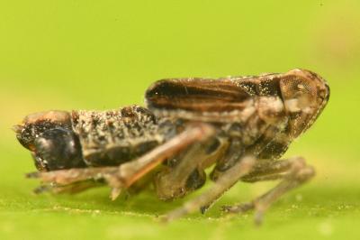 <i>Megamelus notula</i>