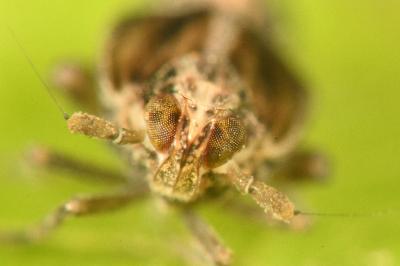 <i>Megamelus notula</i>
