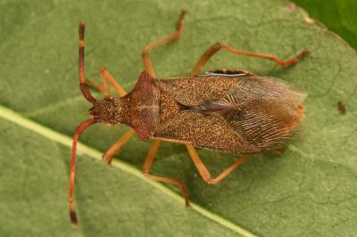 <i>Gonocerus acuteangulatus</i>