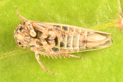 <i>Dryodurgades antoniae</i>
