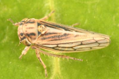 <i>Dryodurgades antoniae</i>