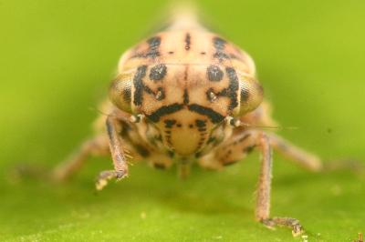 <i>Dryodurgades antoniae</i>