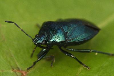 <i>Zicrona caerulea</i>