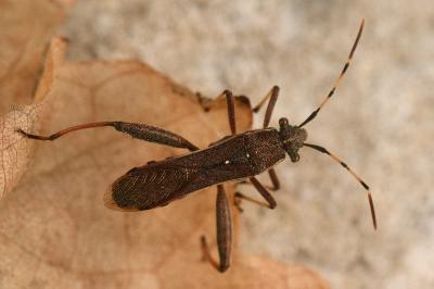 <i>Camptopus lateralis</i>