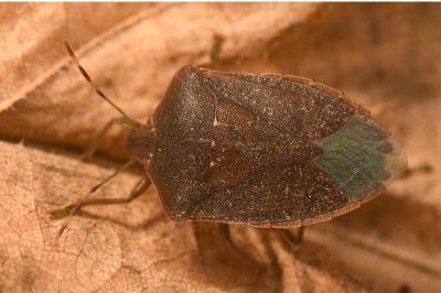 <i>Nezara viridula</i>
