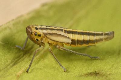 <i>Cicadella viridis</i>