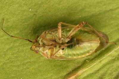 <i>Lygus rugulipennis</i>