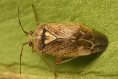 <i>Lygus rugulipennis</i>