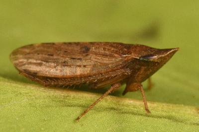 <i>Aphrodes makarovi</i>