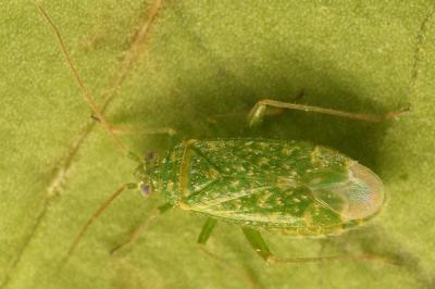 <i>Orthotylus flavosparsus</i>