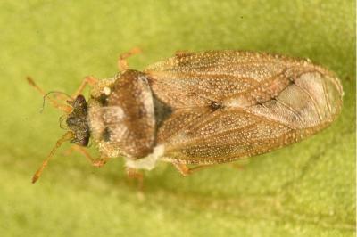 <i>Piesma maculatum</i>