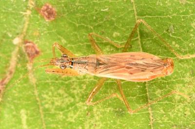 <i>Nabis rugosus</i>