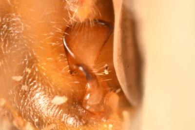 <i>Nabis rugosus</i>