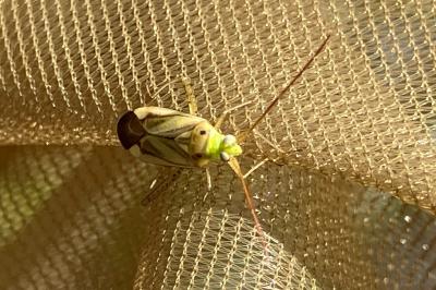<i>Adelphocoris</i>