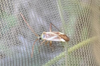 <i>Adelphocoris</i>