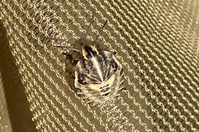 <i>Graphosoma italicum</i>