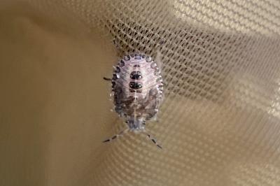<i>Dolycoris baccarum</i>