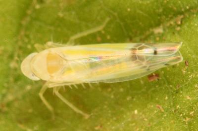 <i>Ribautiana tenerrima</i>