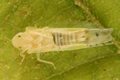 <i>Ribautiana tenerrima</i>