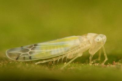 <i>Ribautiana tenerrima</i>