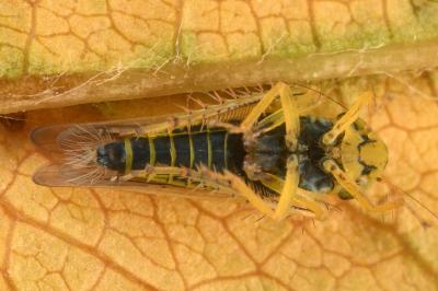 <i>Cicadula albingensis</i>