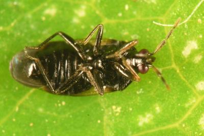 <i>Orius niger</i>