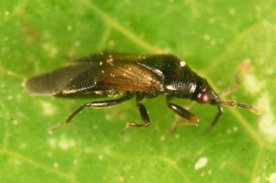 <i>Orius niger</i>