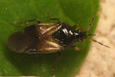 <i>Orius niger</i>