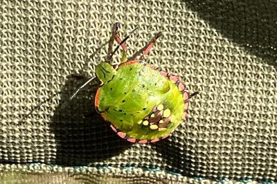 <i>Nezara viridula</i>