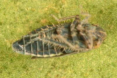 <i>Streptanus sordidus</i>