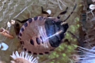 <i>Graphosoma italicum</i>