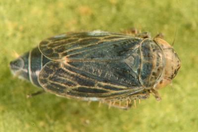 <i>Streptanus sordidus</i>