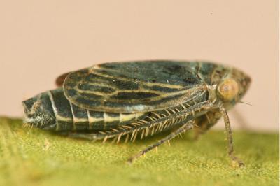 <i>Streptanus sordidus</i>