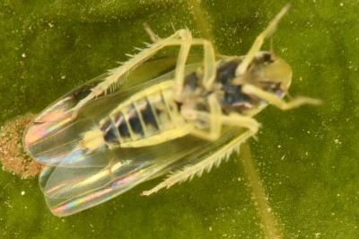 <i>Linnavuoriana sexmaculata</i>