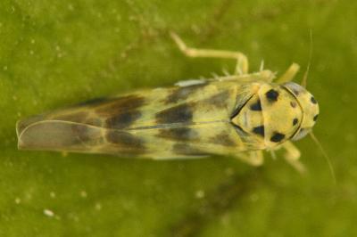 <i>Linnavuoriana sexmaculata</i>