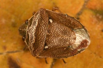 <i>Eysarcoris ventralis</i>