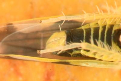 <i>Eupteryx vittata</i>