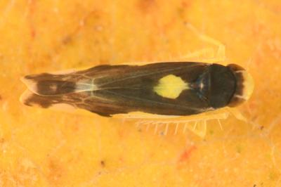 <i>Eupteryx vittata</i>