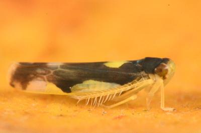 <i>Eupteryx vittata</i>